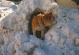 Snow Hide-and-seek