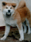 Kami labdval